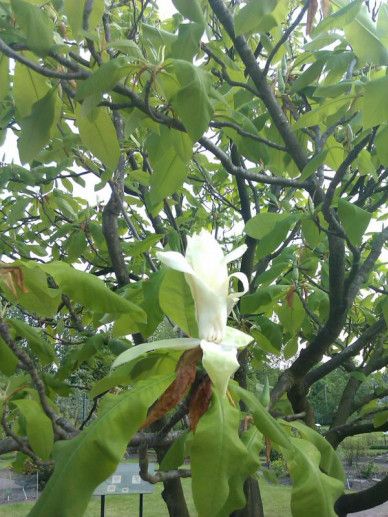 Magnolia acu. ‘Blue Opal’ (BLAUW/GEEL)