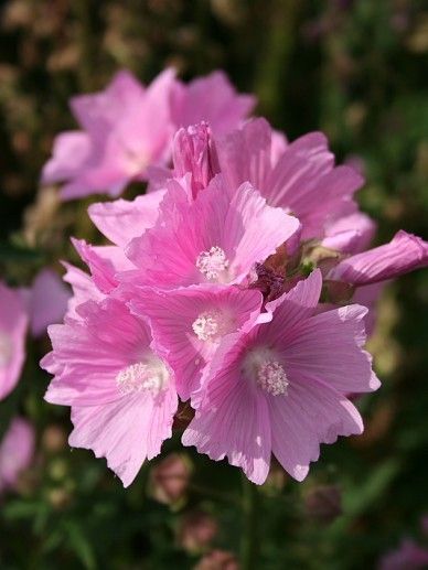 Malva alc. ‘Fastigiata’ (ROZE)