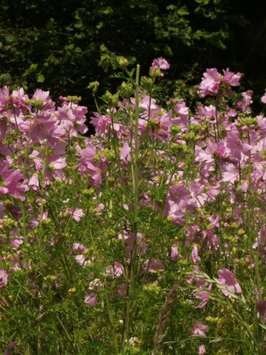 Malva moschata (ROZE)