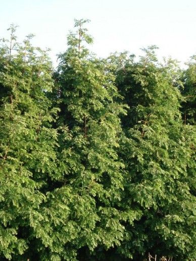 Metasequoia glyptostroboides