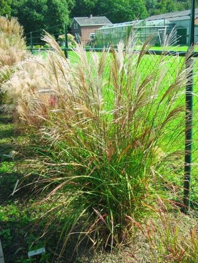 Miscanthus sin. ‘Giganteus’ (300-400/GRAS)