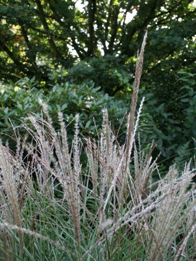 Miscanthus sin. ‘Kleine Silberspinne’ (140-160/ROZE/WIT/GRAS)