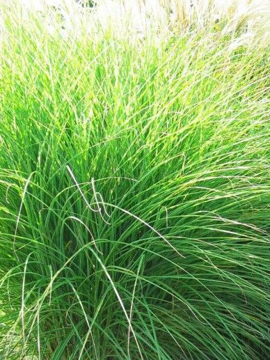 Miscanthus sin. ‘Morning Light’ (120-150/GRAS)