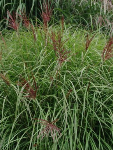 Miscanthus sin. ‘Red Chief’ (150-175/ROOD/GRAS)
