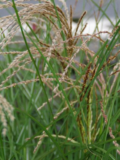 Miscanthus sin. ‘Pink Cloud’ (80-100/ROZE/GRAS)