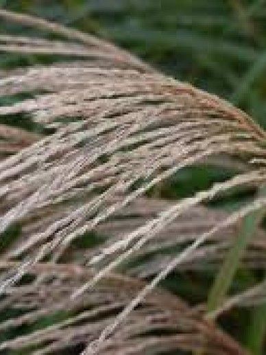 Miscanthus sin. ‘Silberfeder’ (175-200/WIT/GRAS)