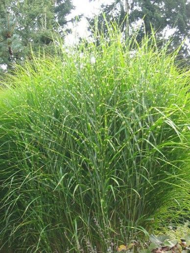 Miscanthus sin. ‘Strictus’ (150-175/GRAS)