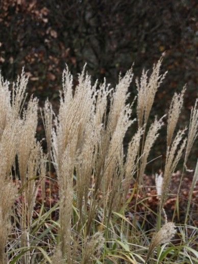 Miscanthus sin. ‘Yakushima Dwarf’ (80-100/GRAS)