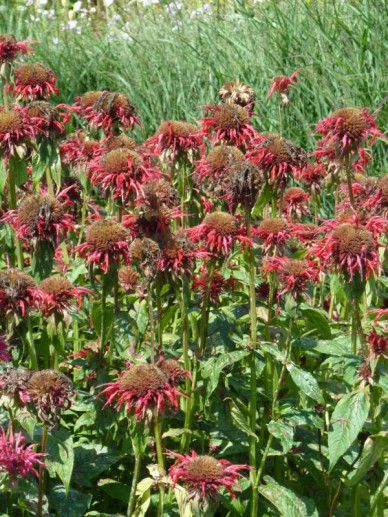 Monarda ‘Cambridge Scarlet’ (ROOD)