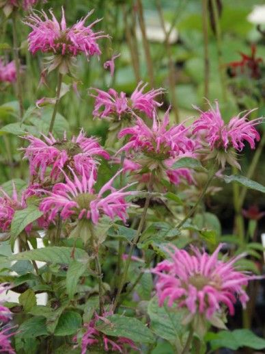 Monarda ‘Pink Lace’