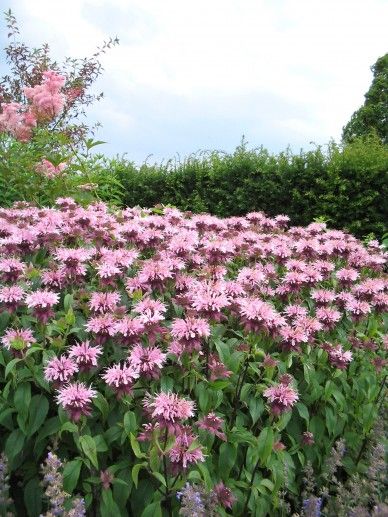 Monarda ‘Elsie’s Lavender’ (LILA)