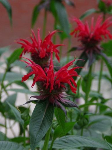 Monarda ‘Jacob Cline’