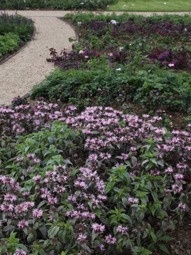 Monarda ‘Petite Delight’