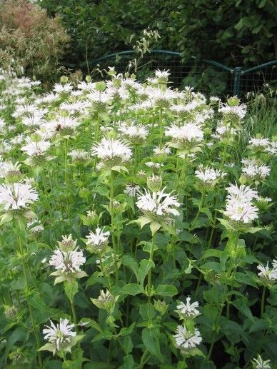 Monarda ‘Schneewittchen’ (WIT)