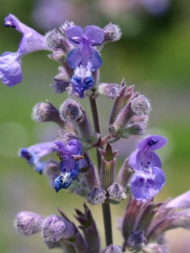 Nepeta ‘Dropmore’ (BLAUW/PAARS)