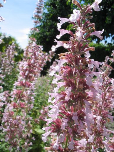 Nepeta gra. ‘Dawn to Dusk’ (ROZE)