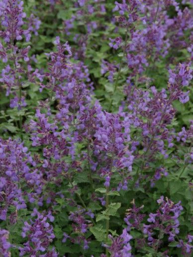 Nepeta mussinii (BLAUW)