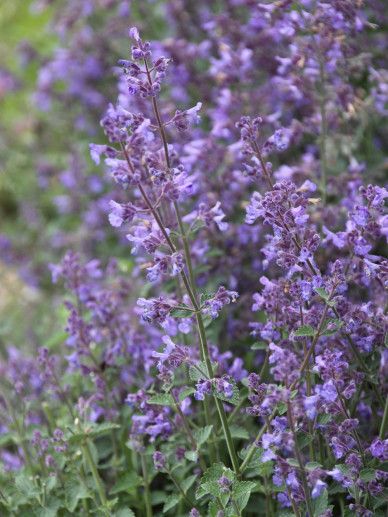 Nepeta faa. ‘Kit Cat’ (LILA/PAARS)