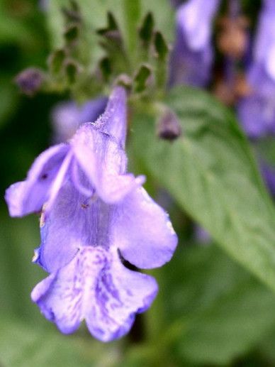 Nepeta sibirica (BLAUW)