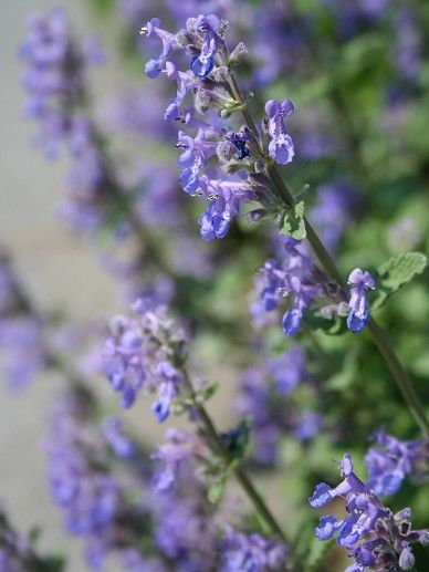 Nepeta faassenii (VIOLET/BLAUW)