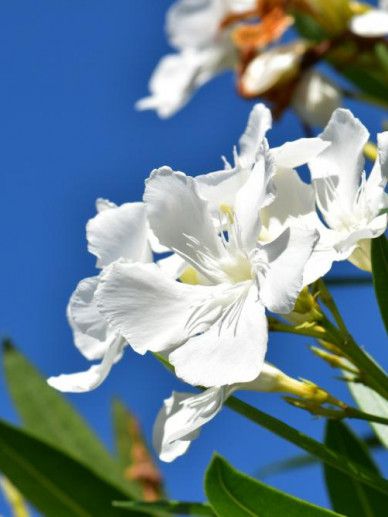 Nerium oleander (WIT)