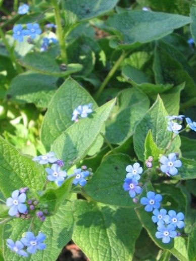 Omphalodes ver. ‘Alba’ (WIT)