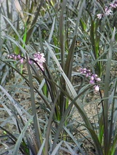 Ophiopogon planiscapus