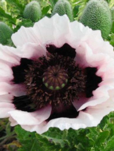 Papaver or. ‘Mrs Perry’