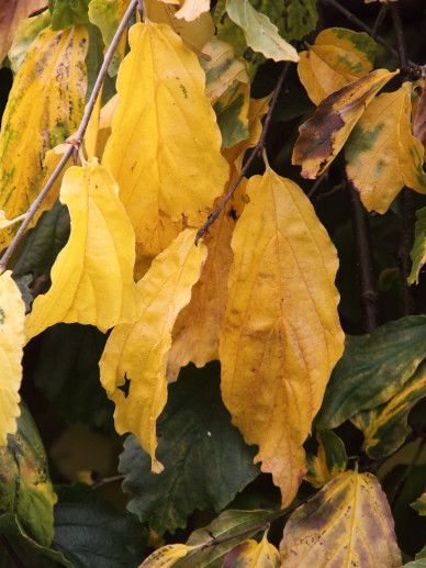 Parrotia persica