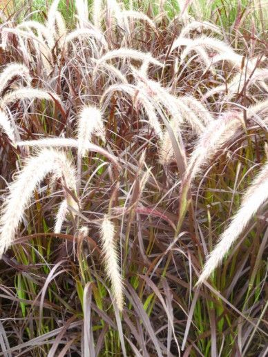 Pennisetum set. ‘Rubrum’ (GRAS)