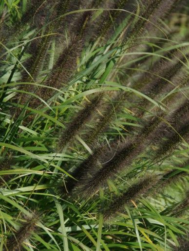 Pennisetum alo. ‘Black Beauty’ (GRAS)