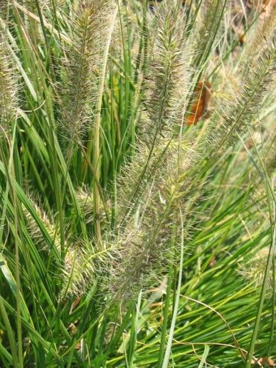 Pennisetum alo. ‘Gelbstiel’ (GRAS)