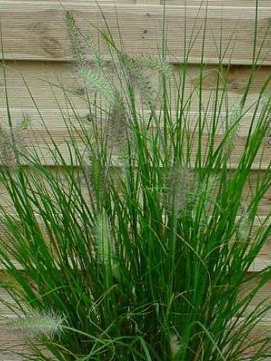 Pennisetum alo. ‘Hameln’ (GRAS)