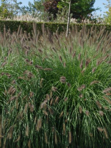 Pennisetum alo. ‘Herbstzauber’ (GRAS)