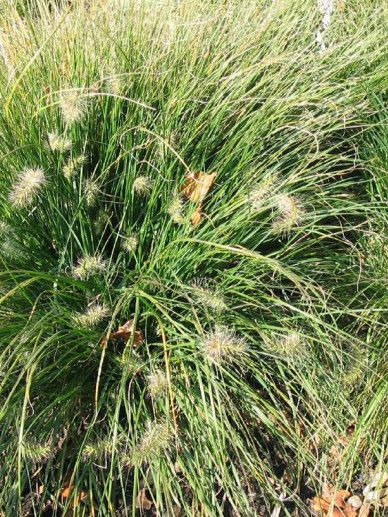 Pennisetum alo. ‘Little Honey’ (GRAS)