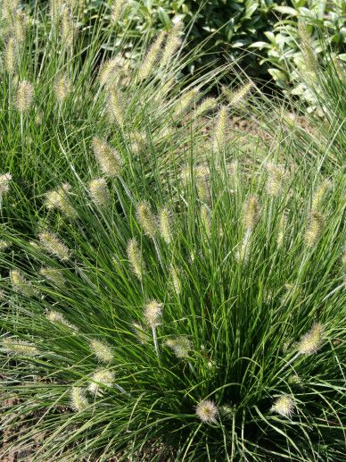 Pennisetum alo. ‘Little Bunny’ (GRAS)