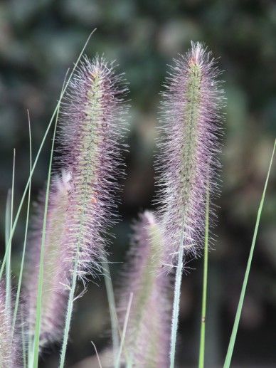 Pennisetum alo. ‘Cassian’ (GRAS)