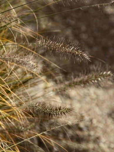 Pennisetum alo. ‘Viridescens’ (GRAS)