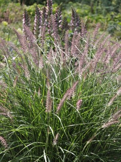 Pennisetum orientale (GRAS)