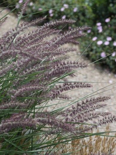 Pennisetum ‘Karley Rose’ (GRAS)