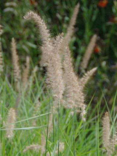 Pennisetum ori. ‘Fairy Tails’ (GRAS)