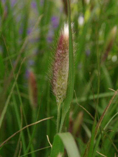 Pennisetum mes. ‘Red Bunny Tails’ (GRAS)