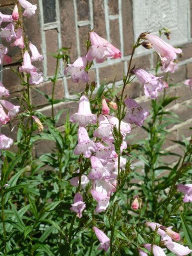 Penstemon ‘Apple Blossom’ (ROZE)