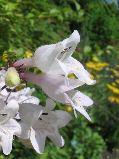 Penstemon dig. ‘Husker Red’ (WIT)