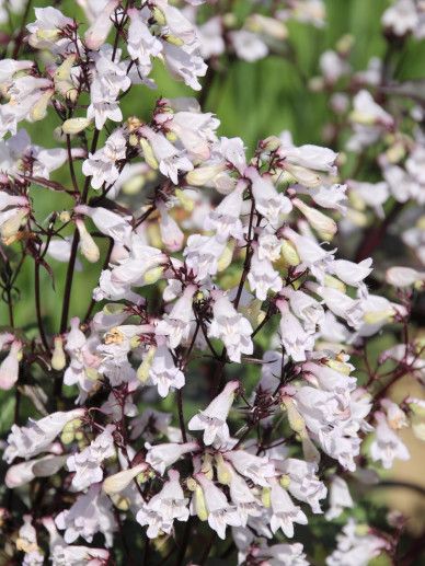 Penstemon hart. ‘Phoenix Red’