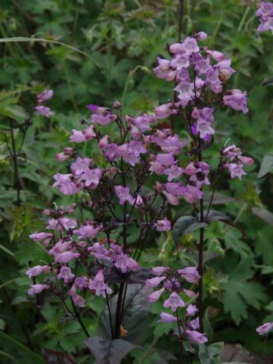 Penstemon dig. ‘Joke’