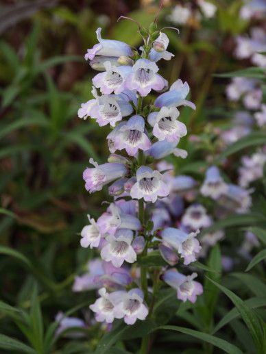 Penstemon hart. ‘Phoenix Violet’