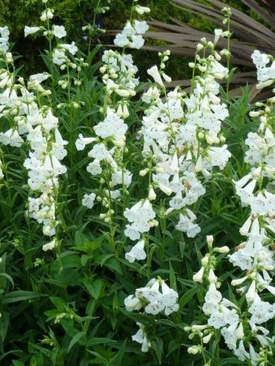 Penstemon b. ‘Coccineus’