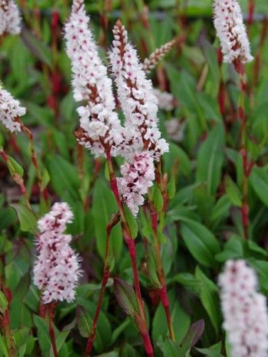 Persicaria aff. ‘Donald Lowndes’ (ROZE)