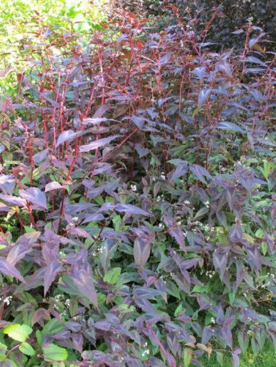Persicaria mic. ‘Red Dragon’ (WIT)